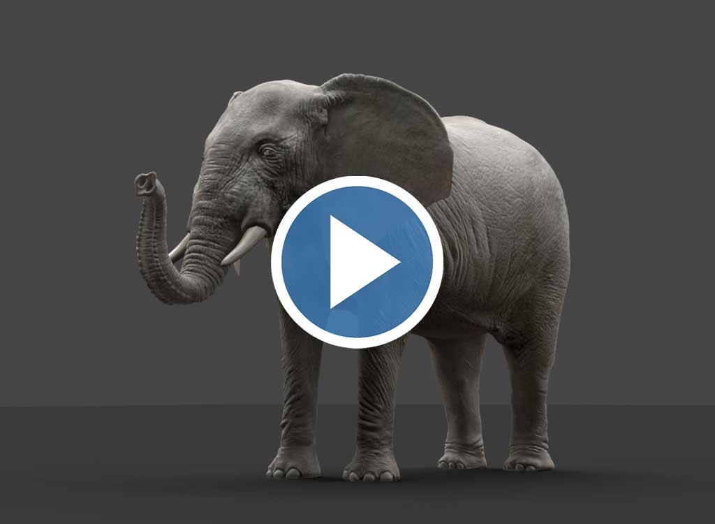 turntable_elefant